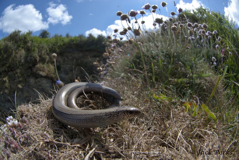 Slow worm - anguis fragilis (Jack Perks) on warm days you can often find slow worms around the coastal paths in grassy areas soaking up the sun and looking for a beetle to snatch up. althogh they look like a snake there are infact a legless lizard. slow worm.jpg
